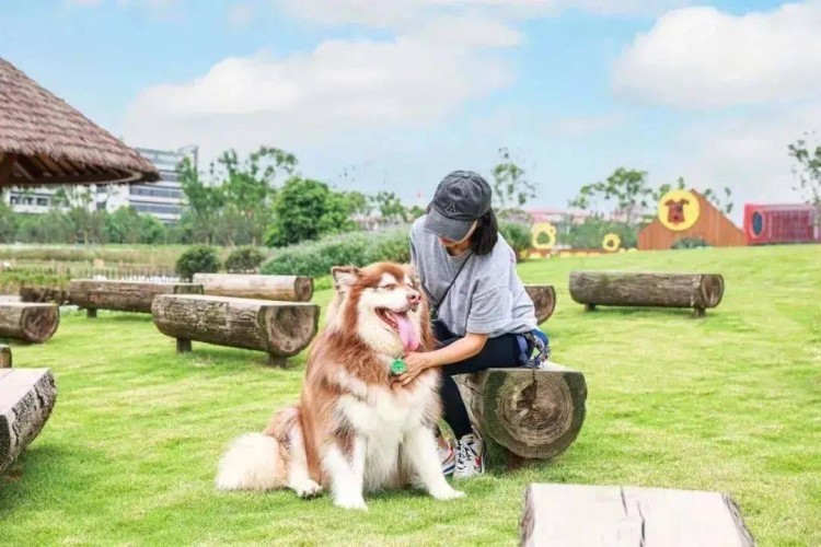 带宠物来海南玩，这几点你要先看一下！