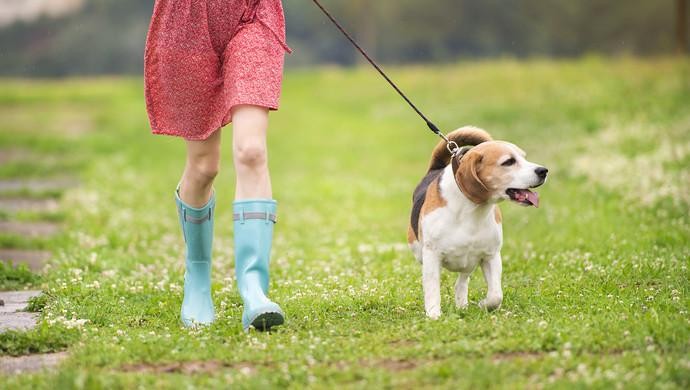 @海南养犬人 新条例下如何办理养犬登记？攻略来了→