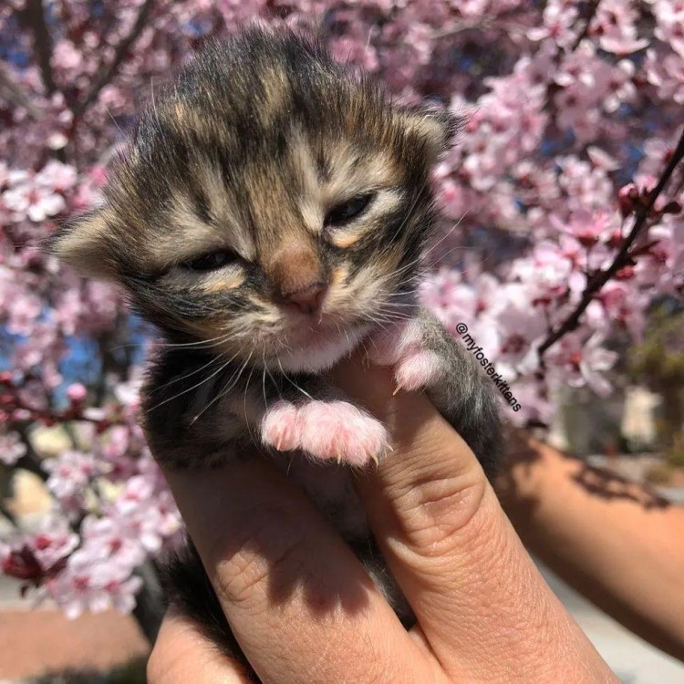 带狗狗散步的时候发现了三只被遗弃的小猫