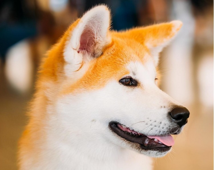 秋田犬有“泪痕”怎么办？