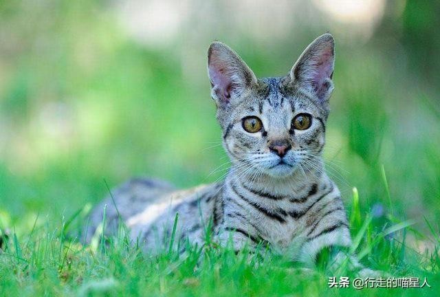 地球上10大最贵的猫品种波斯猫排第五第一卖到了60万元