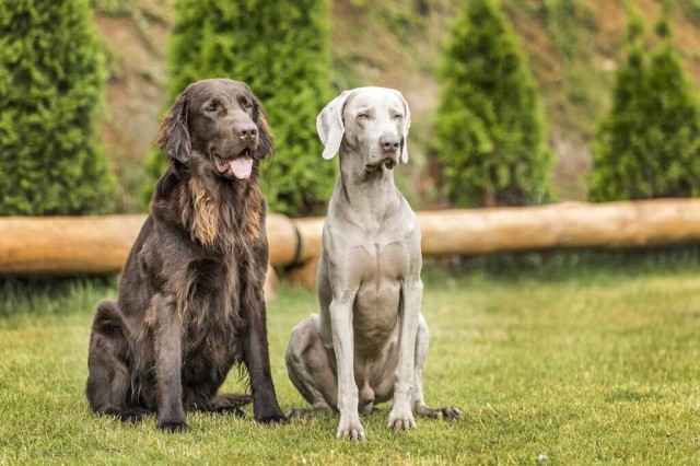 实锤了！人类最好的朋友！解密威玛猎犬的身世与历史