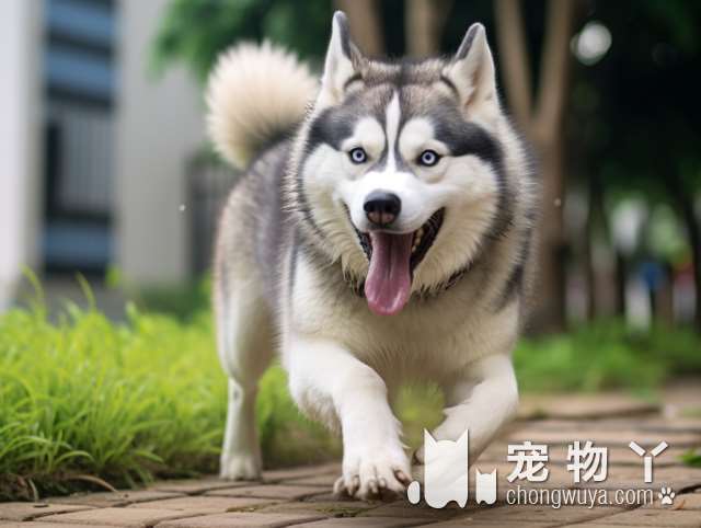 【吴江它主义宠物】你的爱犬遭受了不该有的伤害？如何保证宠物安全？