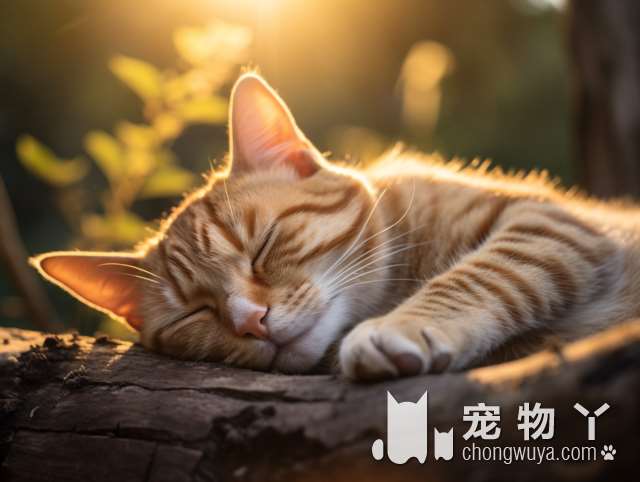 猫咪绝育手术，到底有多安全和快速?